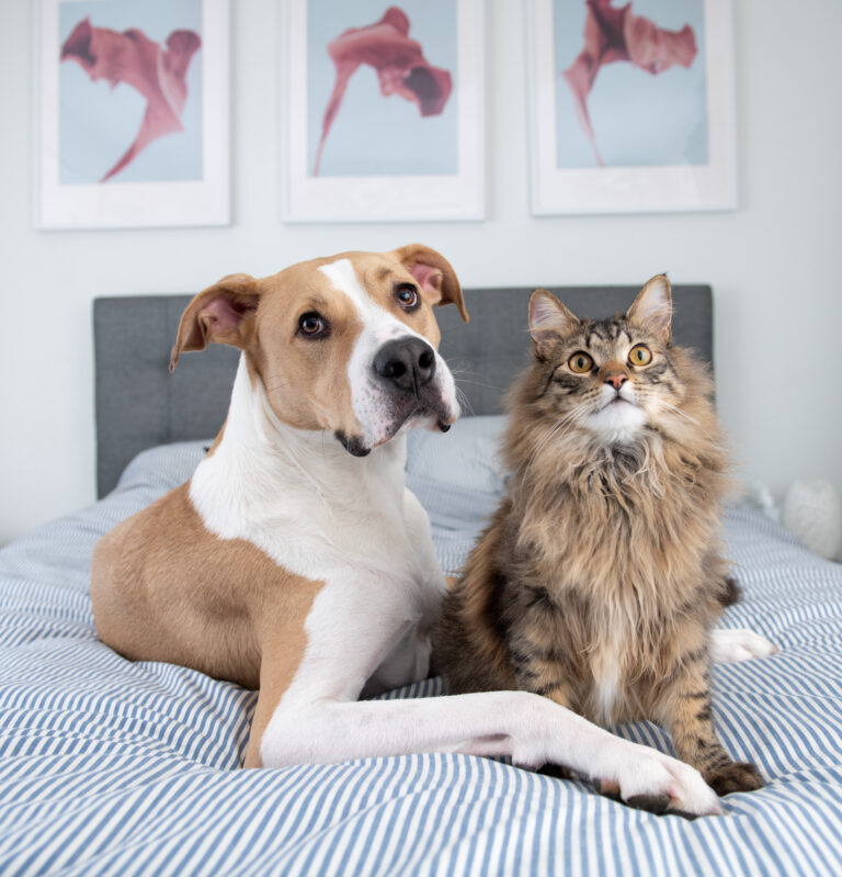 Why Adopt, Don ‘t Shop ?