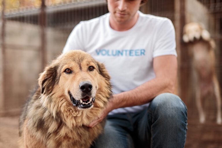 Duties of LAP dog volunteers