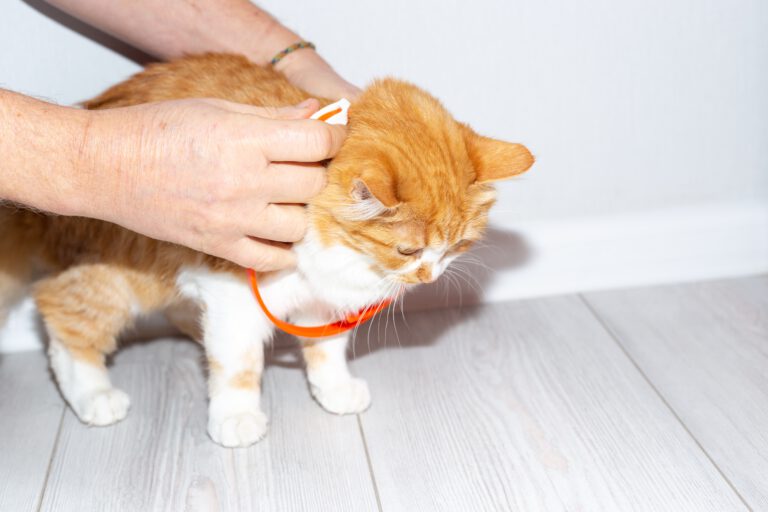 How to Wear a Collar and Harness in a proper way (Cats)