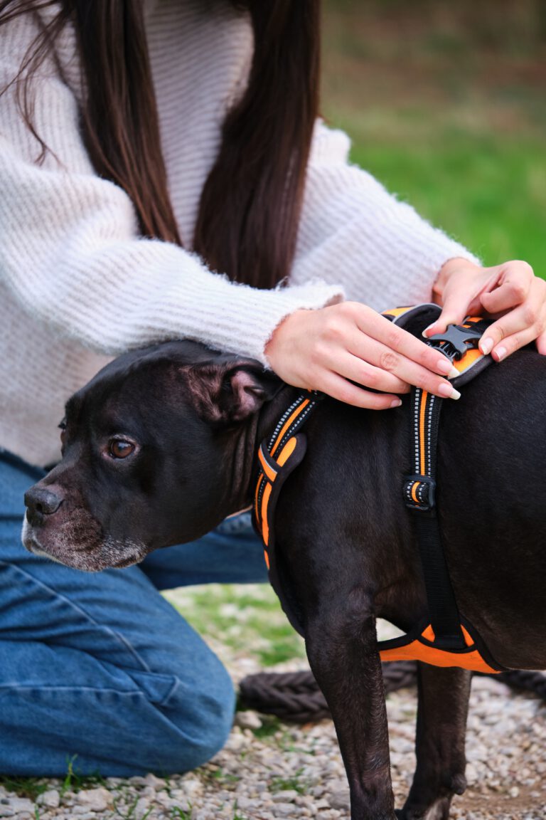 How to Wear a Collar and Harness in a proper way (Dogs)